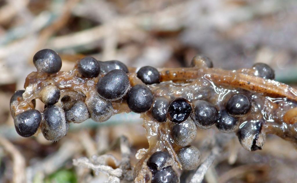 Sconosciuto myxo nivicolous da Olympos